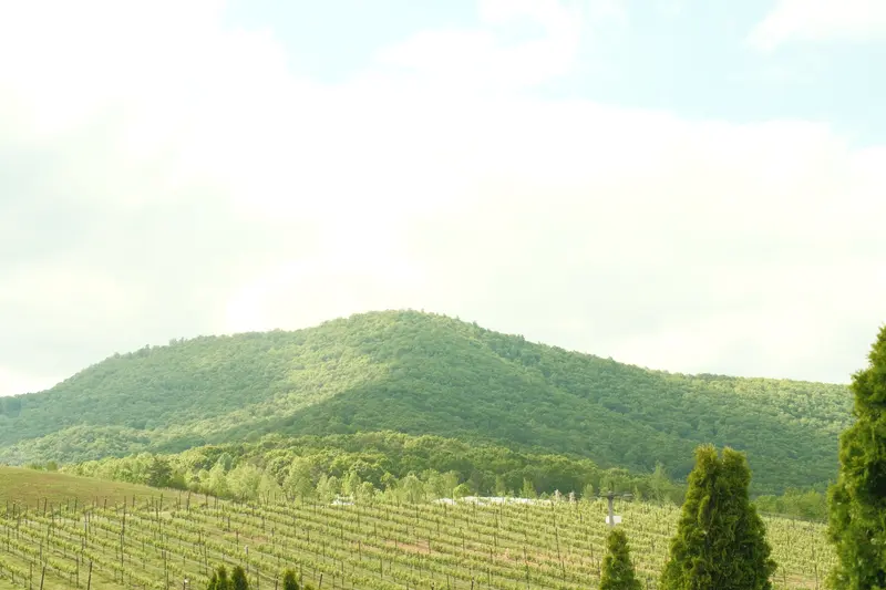 Vineyard rows across rolling hills
