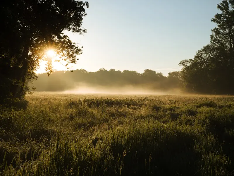Morning mist burning off a meadow at sunrise