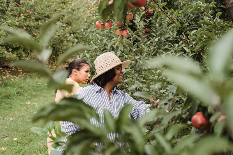 Happy Hispanic female farmer picking apples from green tree branches in garden at daytime